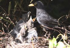 Amsel-7-Tag-7.jpg